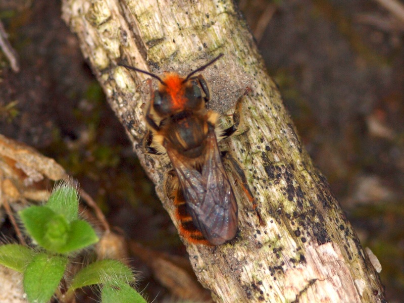Andrena?  No, Osmia cfr. ferruginea  (Apidae Megachilinae)